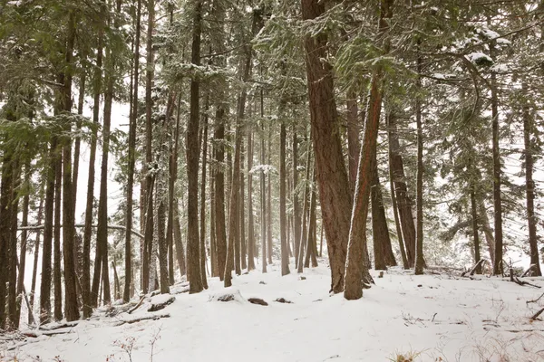 Zimní stromy se sněhem — Stock fotografie
