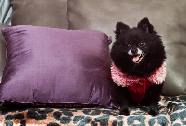 Pomerarian puppy — Stock Photo, Image