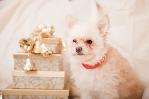 Christmas puppy — Stock Photo, Image