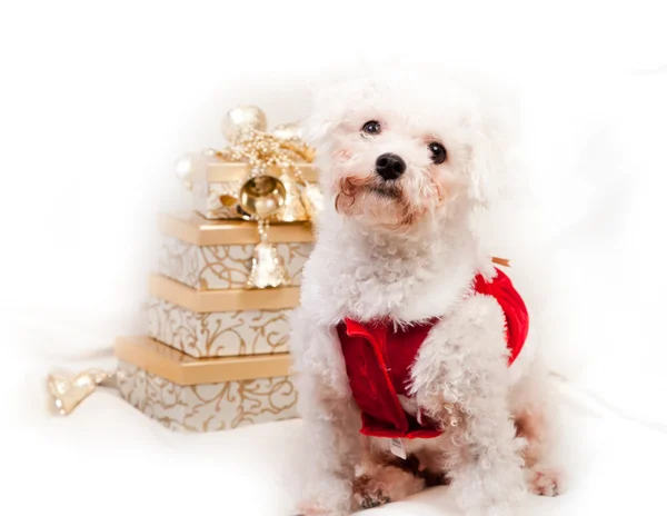 Christmas puppy — Stock Photo, Image