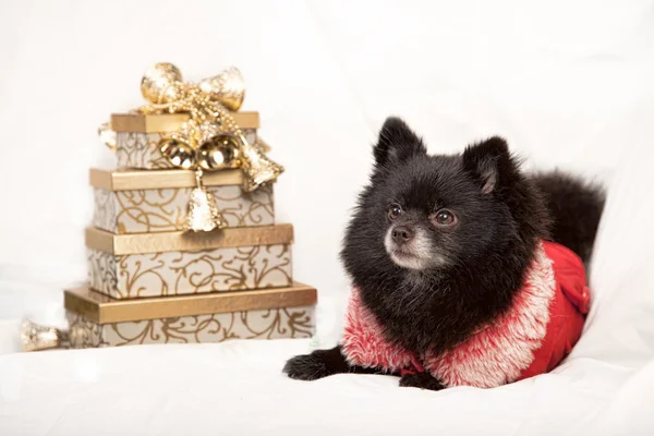 Perro pomeraninano de Navidad — Foto de Stock