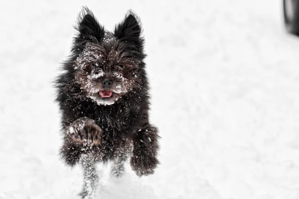 Cão de neve — Fotografia de Stock