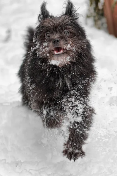 Сніг собака — стокове фото