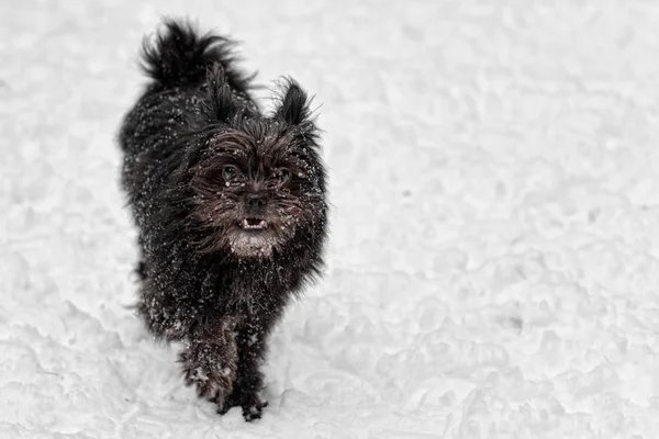 Cão de neve — Fotografia de Stock