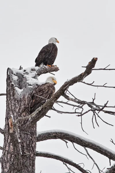 Bald eagles — Zdjęcie stockowe