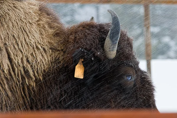 Buffle dans la neige — Photo