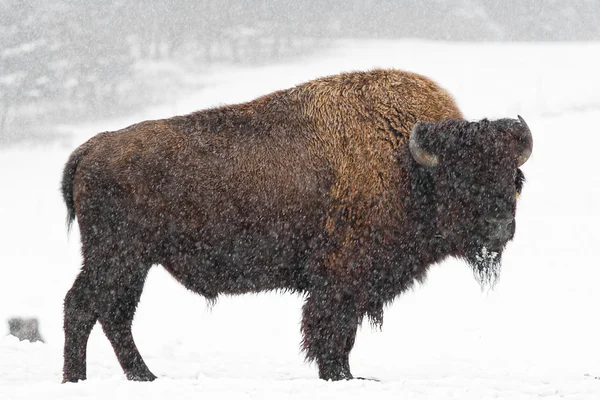 Buffalo in snow Stock Image