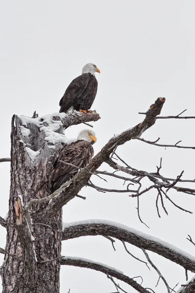 Bald eagles Stock Picture