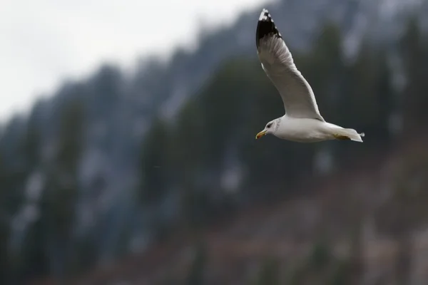 Seagull mid flihgt — Stock Photo, Image