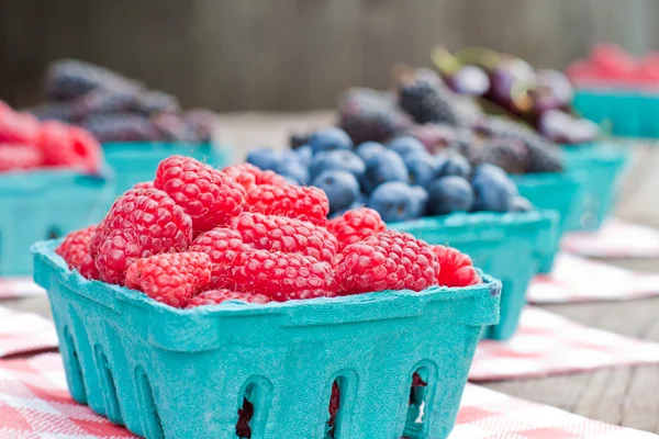 Frische Beeren — Stockfoto