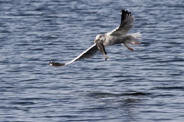 martı balıkçılık