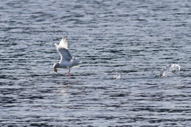 martı balıkçılık