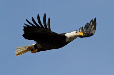Amerikan kel kartal