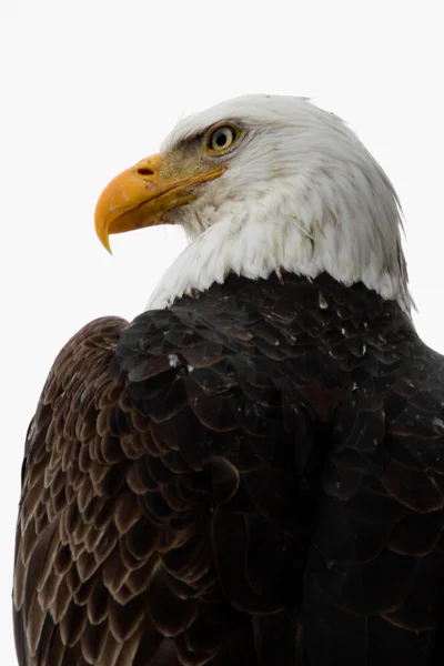 Bald eagle porträtt — Stockfoto
