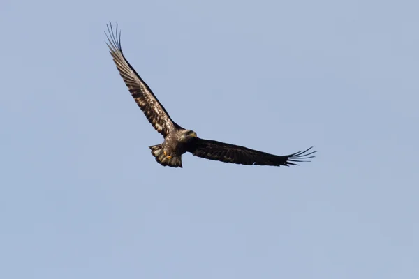 Aquila calva giovanile — Foto Stock