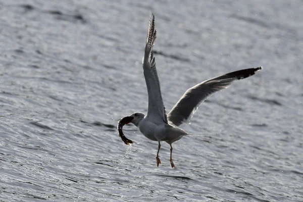 Seagull fishing — Stock Photo, Image