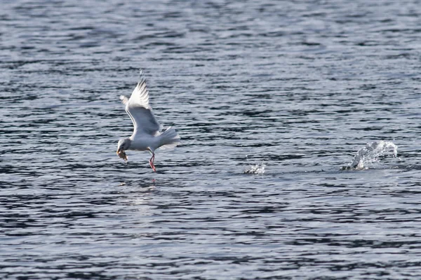 Seagull fishing — Stock Photo, Image