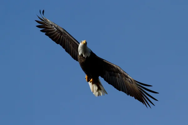 Amerikanischer Weißkopfseeadler — Stockfoto