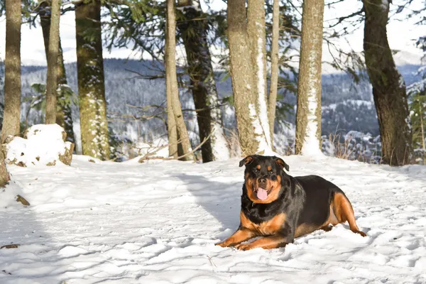 Rottweiler Weibchen — Stockfoto