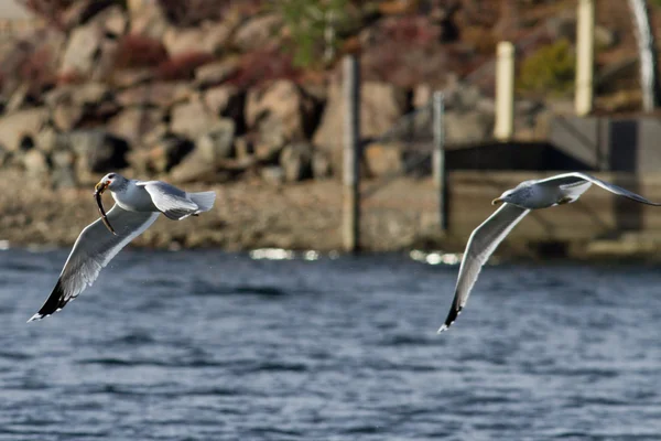 Seagull fishing — Stock Photo, Image