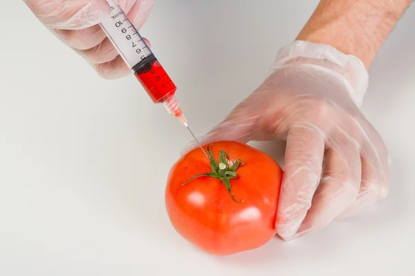 Gmo tomat — Stockfoto