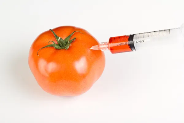Iniettando un pomodoro, OGM — Foto Stock