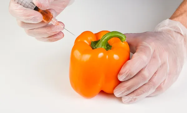 Inyectar un pimiento gmo — Foto de Stock