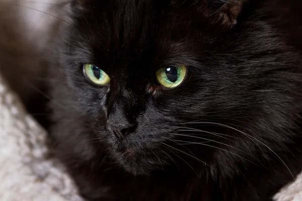 Gato preto — Fotografia de Stock