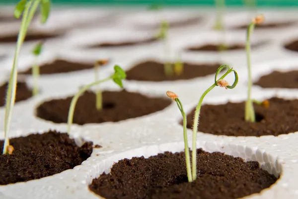 Home Jardinería — Foto de Stock