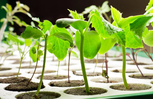 Table top garden — Stock Photo, Image