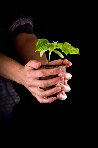 Gezonde komkommer plant — Stockfoto