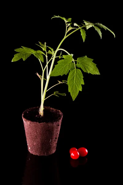 番茄植物 — 图库照片