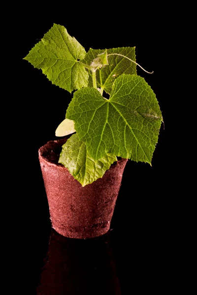Gurka växt — Stockfoto
