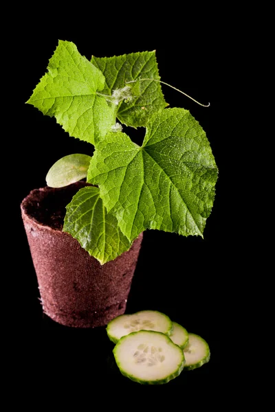 Gurka växt — Stockfoto