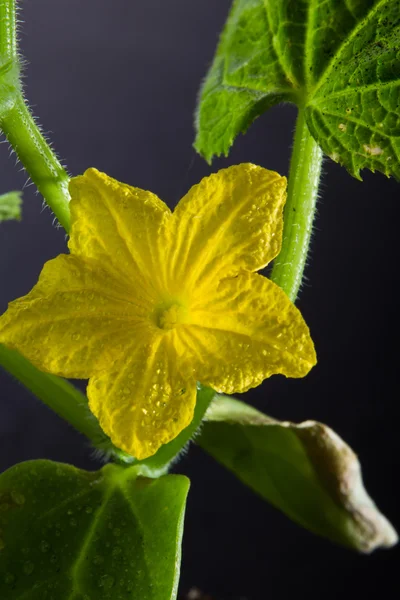 Okurkový květ — Stock fotografie