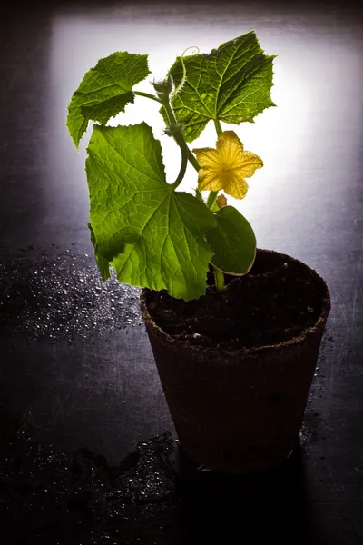 Okurka rostlina kvetoucí — Stock fotografie
