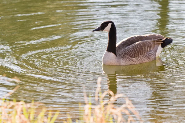 Canadian goose — Stockfoto