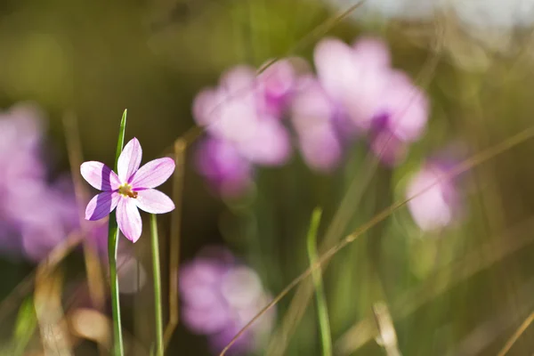 Lila pring blomma — Stockfoto