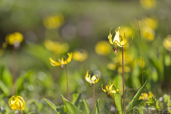 Yellow spring flowers — Stock Photo, Image