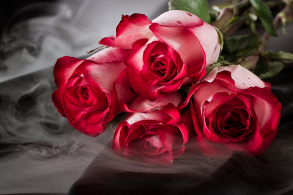 Closeup of red roses on a black background with a fogy magical background