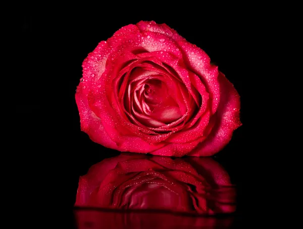 Einzelne rote Rose — Stockfoto