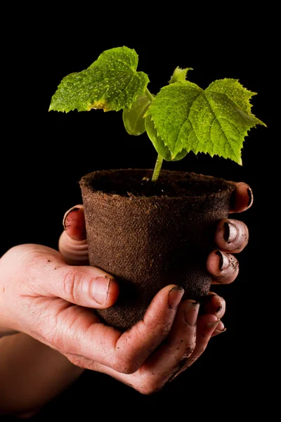 Baby komkommer plant — Stockfoto