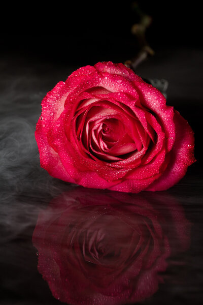 Dramatic shot of a single rose with fog on a dark setting