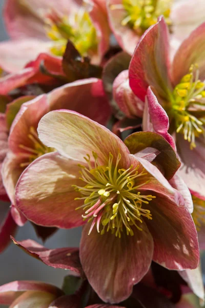 Čemeřice (Helleborus purpurascens) — Stock fotografie