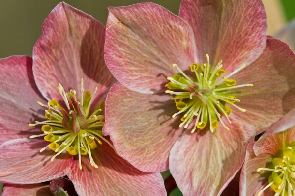 Helleborus purpurascens ) — стоковое фото