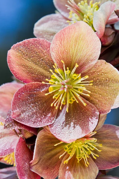 Čemeřice (Helleborus purpurascens) — Stock fotografie