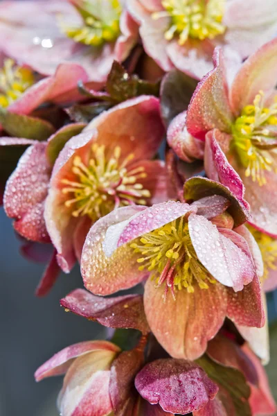 Hellebore (helleborus purpurascens) — Stock Photo, Image