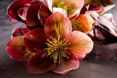 Noel gülleri (Karaca ot, helleborus purpurascens)