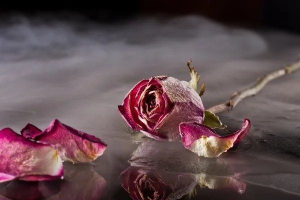 Dry rose — Stock Photo, Image