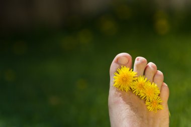 Kara hindiba ve ayak parmakları